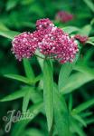 ASCLEPIAS incarnata   Portion(s)