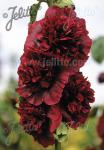ALCEA rosea plena Chaters-Serie 'Chaters purpur'