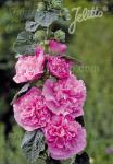 ALCEA rosea plena Chaters-Serie 'Chaters rosa'