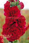 ALCEA rosea plena Chaters-Serie 'Chaters rot (scharlach)'