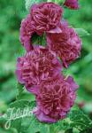 ALCEA rosea plena Chaters-Serie 'Chaters violett'