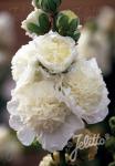 ALCEA rosea plena Chaters-Series 'Chaters white'