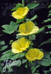 ALCEA Rosea-Hybr. Spotlight Series 'Sunshine' Portion(s)