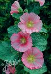 ALCEA Rosea-Hybr. Spotlight Serie 'Radiant Rose' Portion(en)