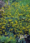 BAPTISIA tinctoria   Portion(en)