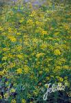 BUPLEURUM ranunculoides   Portion(s)