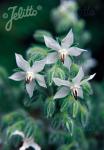 BORAGO officinalis  'Alba'