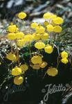 CALCEOLARIA biflora  'Goldcap'
