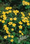 CALTHA palustris   Portion(s)