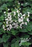 CALAMINTHA nepeta  'Marvelette White' Portion(en)