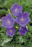 CAMPANULA carpatica  'Deep Blue Clips'