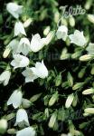 CAMPANULA cochleariifolia  'Bavaria White'