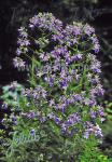 CAMPANULA lactiflora  