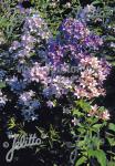 CAMPANULA lactiflora  'New Hybrids' Portion(s)