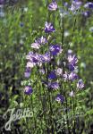 CAMPANULA persicifolia  Wildform