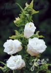 CAMPANULA medium flore plena  'Weiß gefüllt'