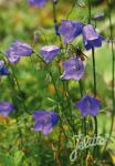 CAMPANULA rotundifolia  'Thumbell Blue'(TM) Portion(en)