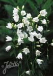 CAMPANULA rotundifolia  'White Gem'