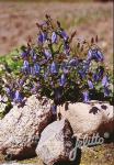 CAMPANULA sibirica   Portion(en)