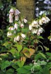 CAMPANULA takesimana   Portion(s)