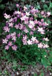 CENTAURIUM erythraea  