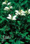 CHELONE obliqua var. alba   Portion(en)