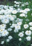 LEUCANTHEMUM x superbum fl. pl.  'Snowdrift'