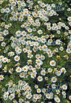 TANACETUM parthenifolium   Portion(en)