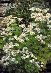 TANACETUM parthenium   Portion(s)