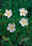 CISTUS monspeliensis   Portion(s)