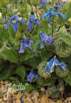 CLEMATIS integrifolia  'Blue Ribbons' Portion(s)