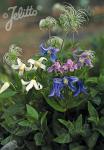 CLEMATIS integrifolia  Mongolian Bells® Portion(en)