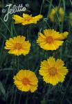 COREOPSIS grandiflora  'Sunburst' Portion(s)