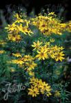 COREOPSIS major   Portion(en)