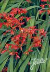 CROCOSMIA Paniculata-Hybr.  'Orangerot'