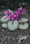 CYCLAMEN coum Silver Group 'Silver Leaf Pink' Portion(s)