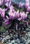 CYCLAMEN graecum   Portion(en)