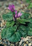 CYCLAMEN purpurascens   Portion(en)