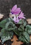 CYCLAMEN pseudibericum   Portion(s)