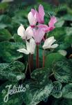 CYCLAMEN persicum var. persicum   Portion(en)