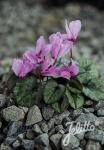 CYCLAMEN cilicium   Korn