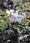 CYCLAMEN hederifolium  'Perlenteppich' Seeds
