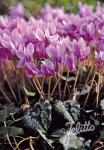 CYCLAMEN hederifolium  'Rosenteppich' Seeds