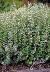 CALAMINTHA nepeta ssp. nepeta  'Blue Cloud Strain' Portion(s)