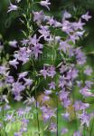 CAMPANULA rapunculus   Portion(en)