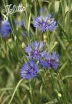 CENTAUREA cyanus  wild form Portion(s)