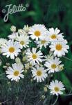 TANACETUM cinerariifolium   Portion(s)