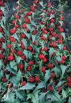 CHENOPODIUM foliosum  