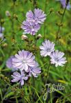 CICHORIUM intybus var. intybus   Portion(s)