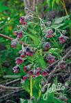 CYNOGLOSSUM officinale  